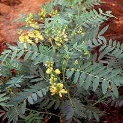 Manufacturers Exporters and Wholesale Suppliers of Cassia Angustifolia Chennai Tamil Nadu
